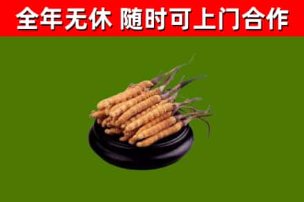 海原县回收散虫草