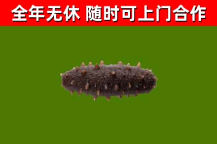 海原县回收海参干